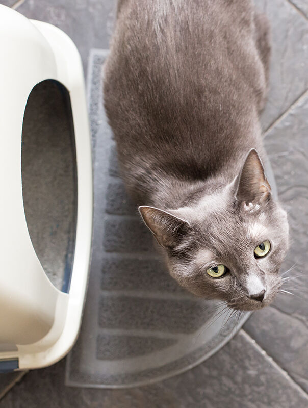cat next to litter box
